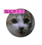 みぃちゃんの色々（個別スタンプ：4）