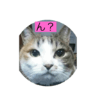 みぃちゃんの色々（個別スタンプ：7）