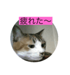 みぃちゃんの色々（個別スタンプ：8）