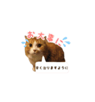 ねことクォッカ♡あいさつことば（個別スタンプ：31）