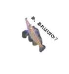 海水魚ーズ(≧▽≦)（個別スタンプ：9）