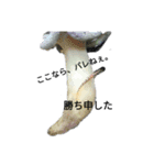 海水魚ーズ(≧▽≦)（個別スタンプ：14）
