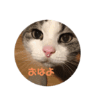 アズキの日（個別スタンプ：1）