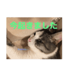 アズキの日（個別スタンプ：2）