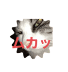 アズキの日（個別スタンプ：3）