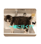 アズキの日（個別スタンプ：5）