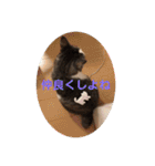アズキの日（個別スタンプ：6）