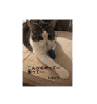アズキの日（個別スタンプ：9）