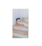 アズキの日（個別スタンプ：10）