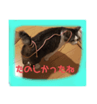 アズキの日（個別スタンプ：15）
