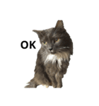猫のゴエモン（個別スタンプ：1）