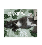 猫のゴエモン（個別スタンプ：3）