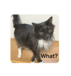 猫のゴエモン（個別スタンプ：5）