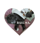 猫のゴエモン（個別スタンプ：8）