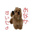 てんちゃん＆あんちゃん（個別スタンプ：3）