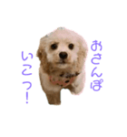 てんちゃん＆あんちゃん（個別スタンプ：4）