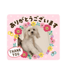 てんちゃん＆あんちゃん（個別スタンプ：6）