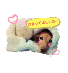 カルちゃんスタンプ2（個別スタンプ：6）
