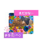 カルちゃんスタンプ2（個別スタンプ：7）