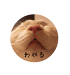 ちゃたのスタンプ改（個別スタンプ：12）