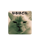 ちゃたのスタンプ改（個別スタンプ：15）