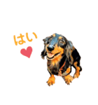 Kukuma•ダックスฅ·ᴥ·ฅ（個別スタンプ：18）