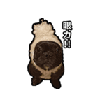 フレンチブルドッグのはなたろ（個別スタンプ：13）