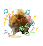 モルモットどんぐり（個別スタンプ：4）