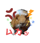 モルモットどんぐり（個別スタンプ：5）