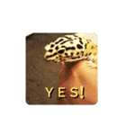 レオパの徠ちゃんズ☆すたんぷ（個別スタンプ：2）