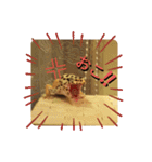 レオパの徠ちゃんズ☆すたんぷ（個別スタンプ：6）