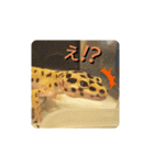 レオパの徠ちゃんズ☆すたんぷ（個別スタンプ：8）