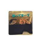 レオパの徠ちゃんズ☆すたんぷ（個別スタンプ：12）