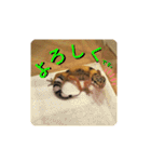 レオパの徠ちゃんズ☆すたんぷ（個別スタンプ：19）