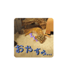 レオパの徠ちゃんズ☆すたんぷ（個別スタンプ：27）