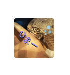 レオパの徠ちゃんズ☆すたんぷ（個別スタンプ：34）