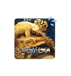 レオパの徠ちゃんズ☆すたんぷ（個別スタンプ：35）