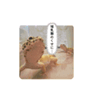 レオパの徠ちゃんズ☆すたんぷ（個別スタンプ：37）