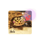 レオパの徠ちゃんズ☆すたんぷ（個別スタンプ：38）