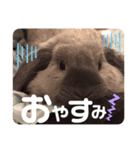 だいふく♡（個別スタンプ：3）