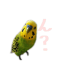 私のセキセイインコの日常（個別スタンプ：2）