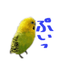 私のセキセイインコの日常（個別スタンプ：3）