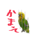 私のセキセイインコの日常（個別スタンプ：4）