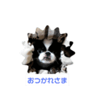 狆の日常に使えるスタンプ（個別スタンプ：5）
