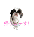 狆の日常に使えるスタンプ（個別スタンプ：6）