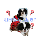狆の日常に使えるスタンプ（個別スタンプ：7）