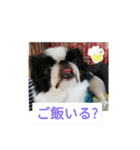 狆の日常に使えるスタンプ（個別スタンプ：9）
