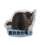 瓜子＆小瓜 2.0（個別スタンプ：8）