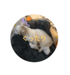 虎太郎のかわいいスタンプ（個別スタンプ：7）