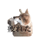 くぅちゃんスタンプ第1弾（個別スタンプ：6）